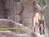 cabra-montesa-murcia