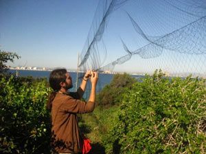 ANSE anillamiento Isla Grosa Murcia Anillamiento de aves en Isla Grosa por ANSE