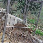 ANSE quiere medidas para proteger la cabra montés, el ciervo y el corzo cabra-montesa