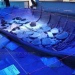 Uno de los barcos más antiguos del mundo descansa en Mazarrón barco fenicio Mazarron 2 reconstruccion ARQUA