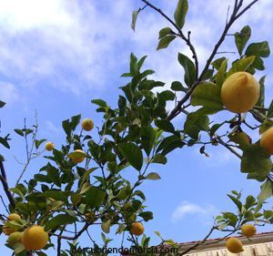 limones murcia limon Los limones de Santomera y el asedio al Peñón de Gibraltar