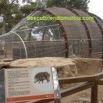 Visitamos el Centro de Recuperación de Fauna Silvestre El Valle Aviario Rapaces Murcia