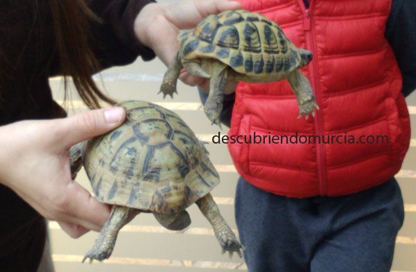 Tortugas moras Las tortugas moras de Murcia, despiertan en primavera