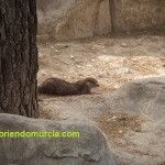 Cuando había nutrias en el río Luchena nutria Centro Recuperacion Fauna Murcia