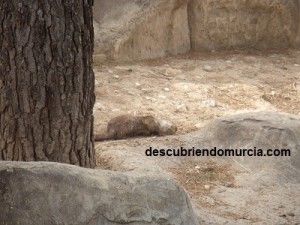 nutria Rio Segura Murcia 300x225 Indicios de la presencia de nutrias en la ciudad de Murcia
