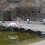 Las gaviotas de Audouin en las Salinas de San Pedro del Pinatar gaviotas-audouin