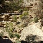 El Fartet, un pececillo en peligro que tiene su casa en la Región de Murcia rio Chicamo Macisvenda