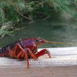 La invasión americana, en forma de cangrejo Cangrejo americano en le río Chícamo (Macisvenda) 08/08/2017