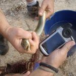 Anguila. Este escurridizo y misterioso animal reaparece en el río Segura Anguila rio Segura Murcia