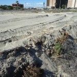 Arrasada una reserva botánica en La Manga Arrasada una reserva botanica en La Manga