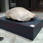 Tortugas de 2 metros en el Puerto de la Cadena Tortugas-Gigantes-Murcia