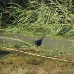 Aparece un ejemplar de Calamón en el río Segura Calamon-rio-Segura-Murcia