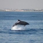 Los delfines mulares de La Manga y San Pedro del Pinatar Delfin-La-Manga