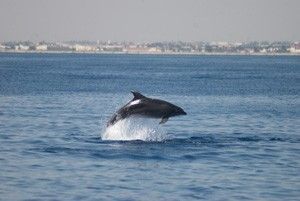 Delfin La Manga Los delfines mulares de La Manga y San Pedro del Pinatar