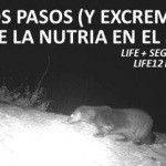 Tras los pasos de la nutria por el río Segura Nutria-rio-Segura-Murcia