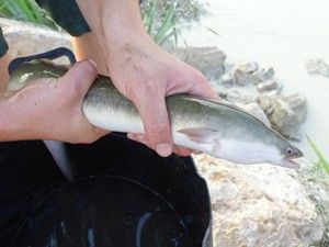 Anguilas rio Segura Murcia Espectacular rescate de anguilas en Puebla de Soto