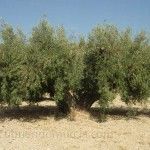 Aceite de oliva y la prevención del cáncer Aceite