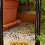 Lagarto ocelado, el más grande de toda Europa lagarto