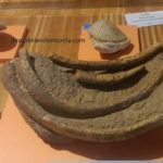 Las prehistóricas sirenas de El Valle y Carrascoy en Murcia el-valle-murcia-fosiles
