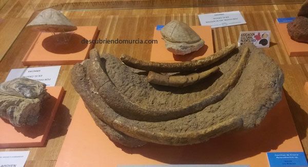 El Valle Murcia fosiles Las prehistóricas sirenas de El Valle y Carrascoy en Murcia