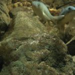 El galápago leproso autóctono que resiste en aguas contaminadas galapago-leproso