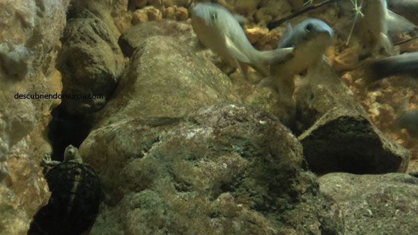 Galapago Leproso El galápago leproso autóctono que resiste en aguas contaminadas