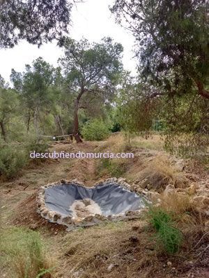 El Valle Murcia charca anfibios Charcas para anfibios en El Valle y el mosquito tigre