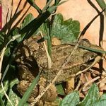 Charcas para anfibios en El Valle y el mosquito tigre el valle carrascoy ranas sapos