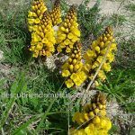 Primavera en la Región de Murcia. Fotos de nuestros seguidores por el cauce del río Chícamo, Abanilla.