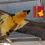 Un nido histórico de Quebrantahuesos en El Valle Murcia quebrantahuesos el valle carrascoy murcia